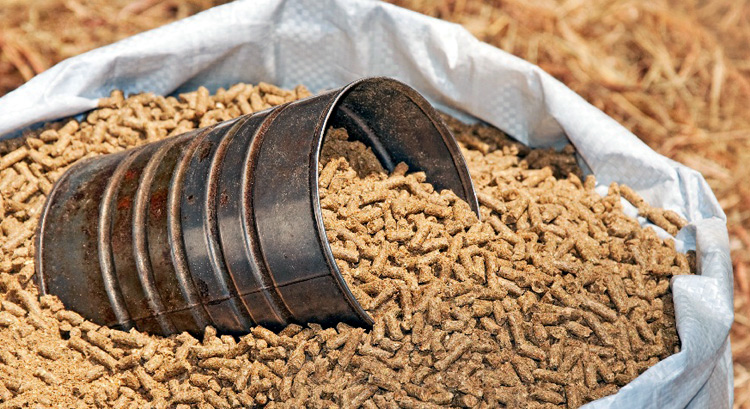 Lợn, gà ăn đạm giả, thịt nhiễm độc gây bệnh thận cho người