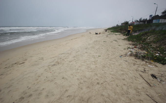 Bờ biển Quảng Nam rác tấp dày đặc, kéo dài 8km