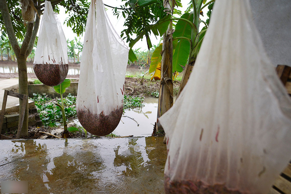 Mùa đặc sản lộc trời độc đáo ở Hải Dương Mùa đặc sản lộc trời độc đáo ở Hải Dương