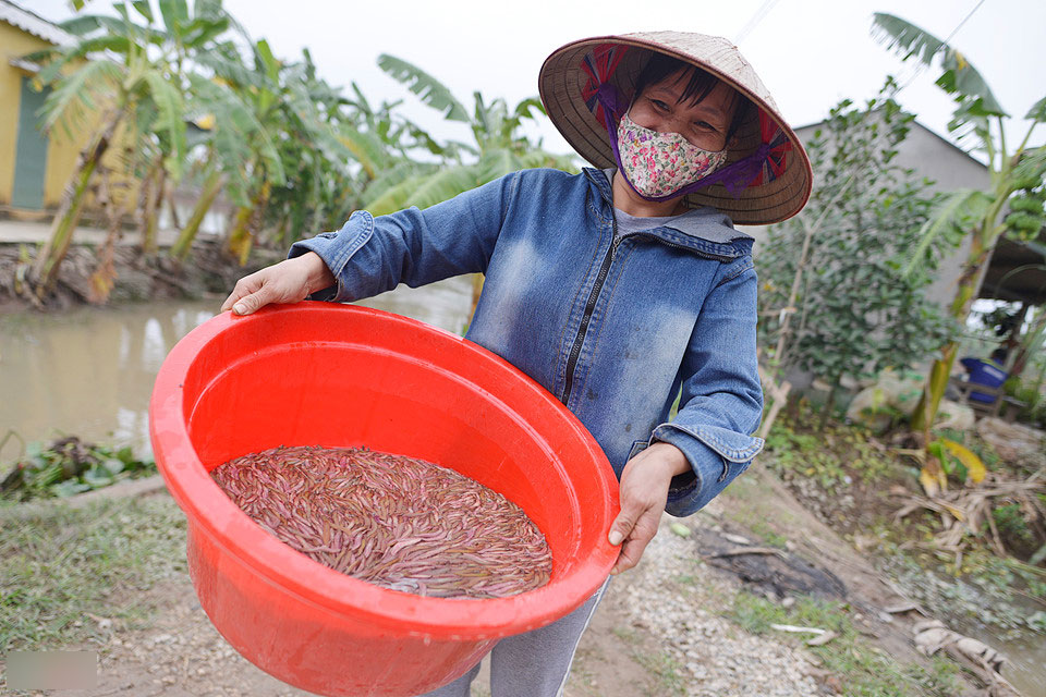 Mùa đặc sản lộc trời độc đáo ở Hải Dương Mùa đặc sản lộc trời độc đáo ở Hải Dương