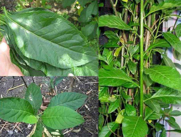 Cây mật gấu: Loại cây chữa bách bệnh trồng tại nhà như thế nào? Cây mật gấu: Loại cây chữa bách bệnh trồng tại nhà như thế nào?