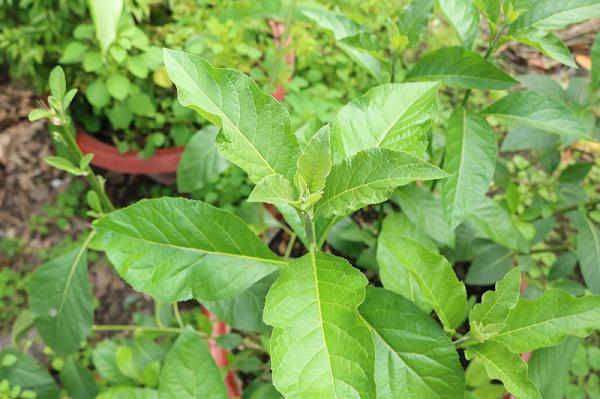 Cây mật gấu: Loại cây chữa bách bệnh trồng tại nhà như thế nào? Cây mật gấu: Loại cây chữa bách bệnh trồng tại nhà như thế nào?