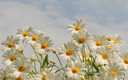 Thứ Bảy của bạn (16/12): Thiên Bình hừng hực quyết tâm