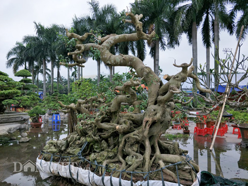 Siêu phẩm cây sanh cổ: Hiếm có khó tìm, giá đỉnh 120 tỷ