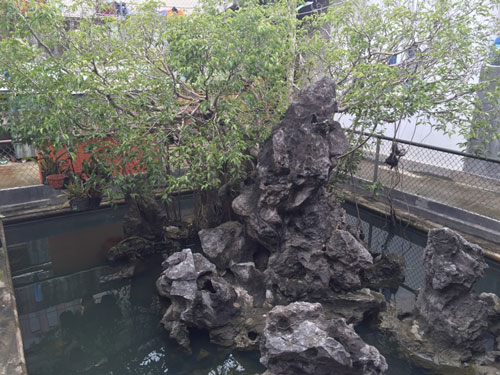 Siêu phẩm cây sanh cổ: Hiếm có khó tìm, giá đỉnh 120 tỷ