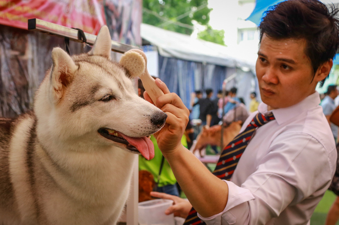 Chó cảnh giá nghìn đô mỗi con khoe sắc, thi tài ở TP HCM