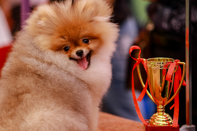 Chó cảnh giá nghìn đô mỗi con khoe sắc, thi tài ở TP HCM