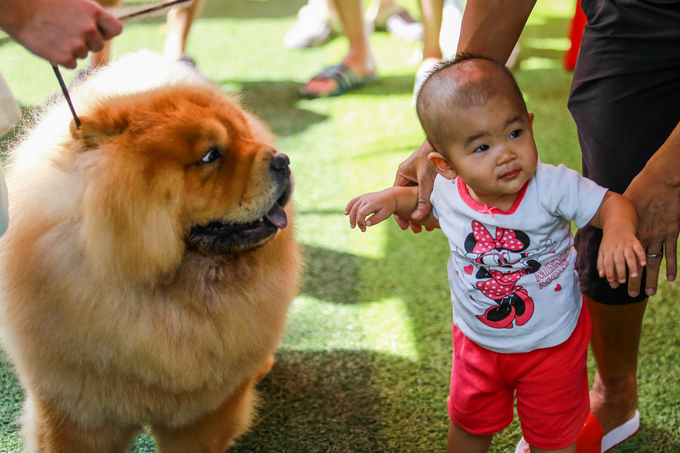 Chó cảnh giá nghìn đô mỗi con khoe sắc, thi tài ở TP HCM