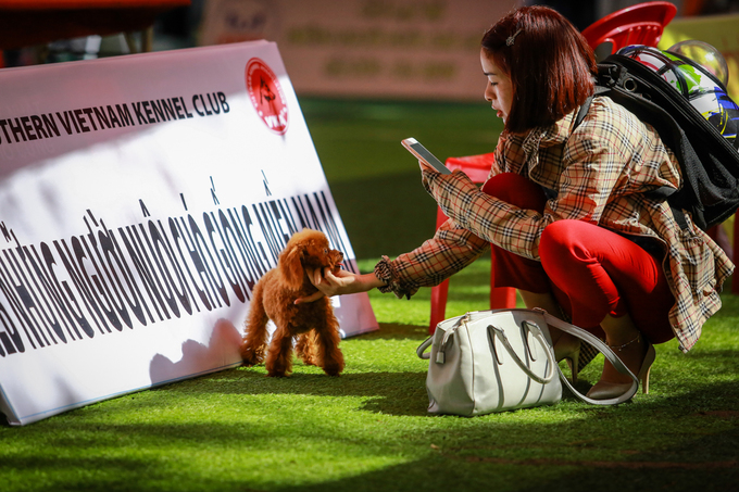 Chó cảnh giá nghìn đô mỗi con khoe sắc, thi tài ở TP HCM