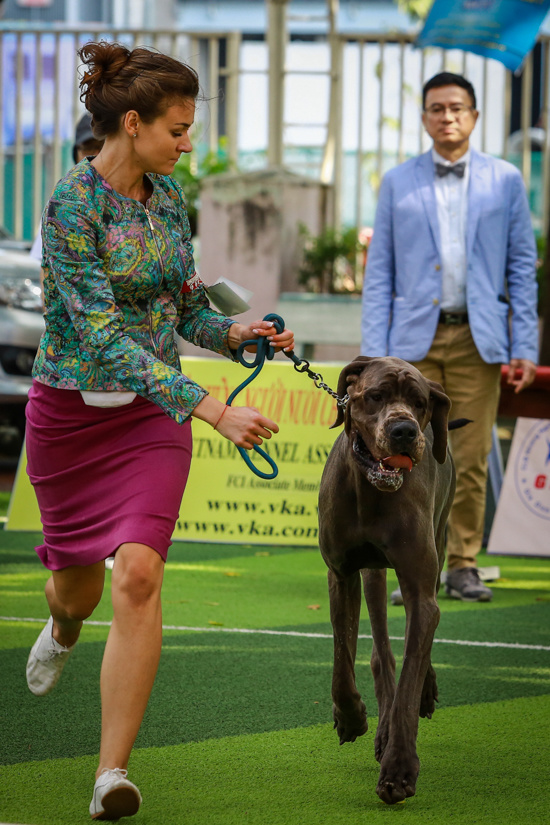 Chó cảnh giá nghìn đô mỗi con khoe sắc, thi tài ở TP HCM