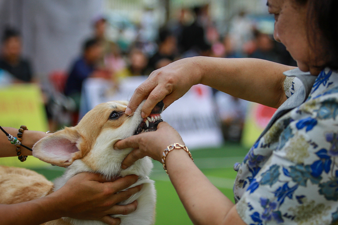 Chó cảnh giá nghìn đô mỗi con khoe sắc, thi tài ở TP HCM