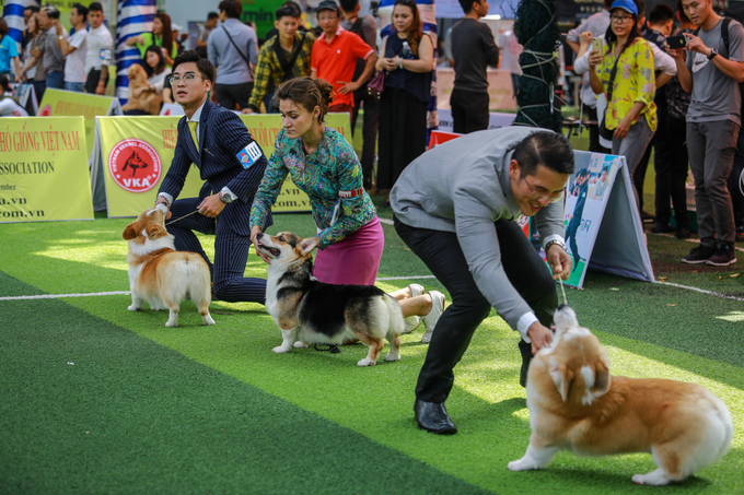 Chó cảnh giá nghìn đô mỗi con khoe sắc, thi tài ở TP HCM