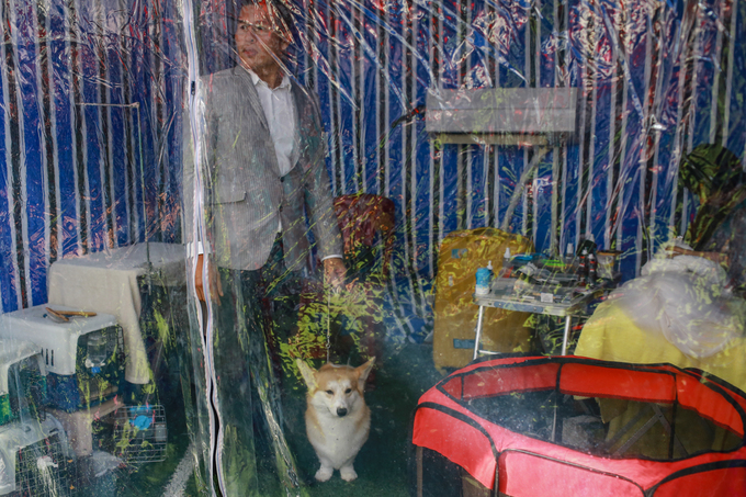 Chó cảnh giá nghìn đô mỗi con khoe sắc, thi tài ở TP HCM