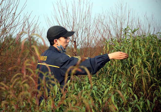 Đột nhập vườn đào Nhật Tân, ngắm hoa đào nở sớm, đẹp lung linh dưới nắng đông dù Tết còn 2 tháng