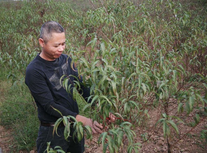 Đột nhập vườn đào Nhật Tân, ngắm hoa đào nở sớm, đẹp lung linh dưới nắng đông dù Tết còn 2 tháng