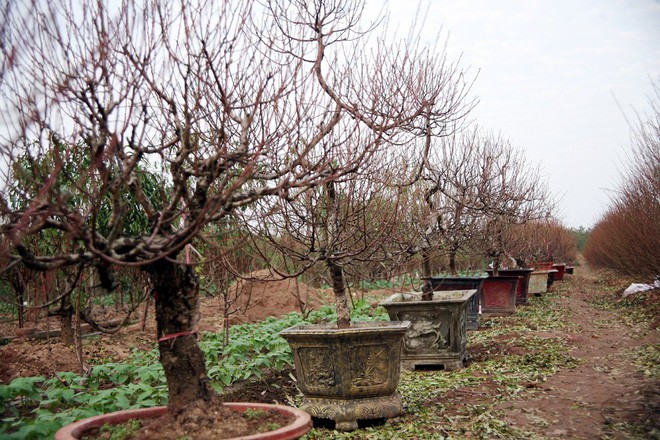 Đột nhập vườn đào Nhật Tân, ngắm hoa đào nở sớm, đẹp lung linh dưới nắng đông dù Tết còn 2 tháng