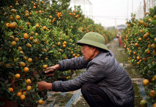 Đột nhập vườn đào Nhật Tân, ngắm hoa đào nở sớm, đẹp lung linh dưới nắng đông dù Tết còn 2 tháng