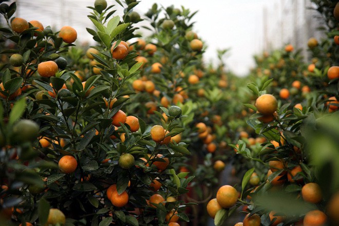 Đột nhập vườn đào Nhật Tân, ngắm hoa đào nở sớm, đẹp lung linh dưới nắng đông dù Tết còn 2 tháng