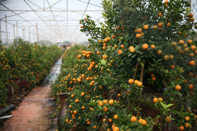 Đột nhập vườn đào Nhật Tân, ngắm hoa đào nở sớm, đẹp lung linh dưới nắng đông dù Tết còn 2 tháng