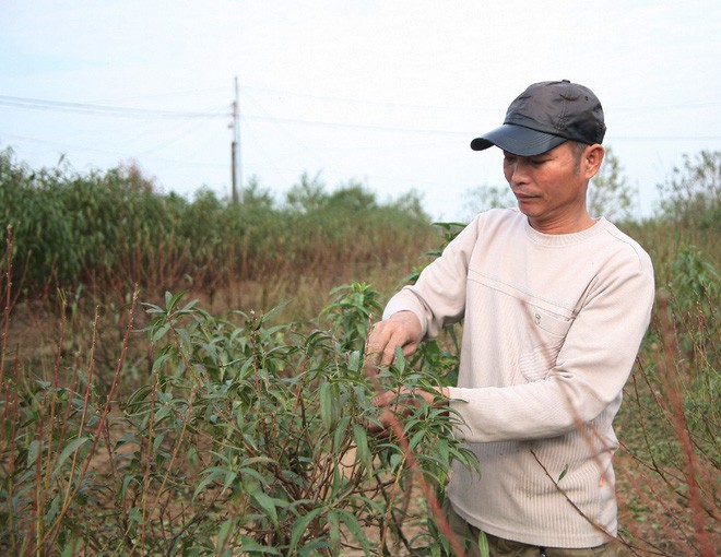 Đột nhập vườn đào Nhật Tân, ngắm hoa đào nở sớm, đẹp lung linh dưới nắng đông dù Tết còn 2 tháng