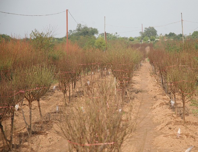 Đột nhập vườn đào Nhật Tân, ngắm hoa đào nở sớm, đẹp lung linh dưới nắng đông dù Tết còn 2 tháng