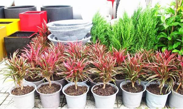 Trồng cây phát tài đỏ để cả năm phát tài, phát lộc, thuận buồm xuôi gió Trồng cây phát tài đỏ để cả năm phát tài, phát lộc, thuận buồm xuôi gió