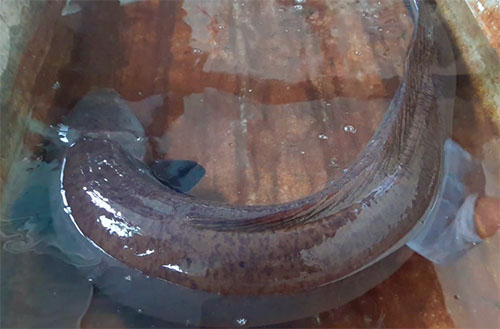 Người dân mua cá chình nặng 9kg phóng sinh