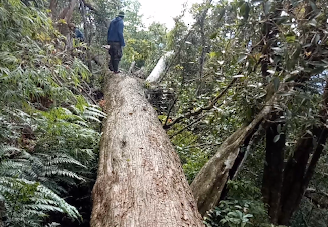 Nghệ An sẽ truy trách nhiệm biên phòng, kiểm lâm khi rừng bị phá