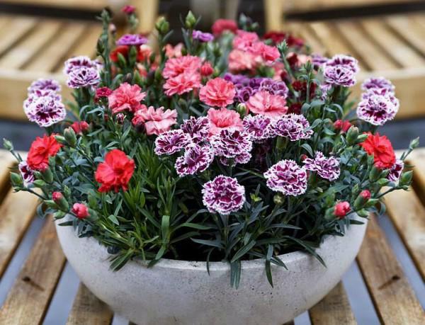 Cách trồng và chăm sóc hoa cẩm chướng nở đẹp vào đúng dịp Tết Cách trồng và chăm sóc hoa cẩm chướng nở đẹp vào đúng dịp Tết