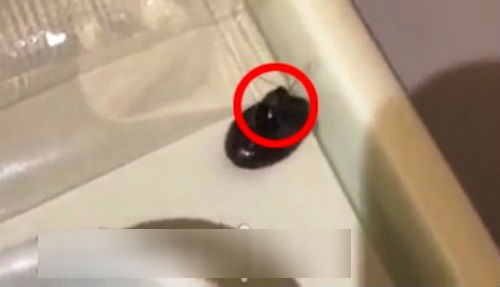 Gián bò trong khay đồ ăn trên chuyến bay VNA, hai đơn vị đổ lỗi cho nhau