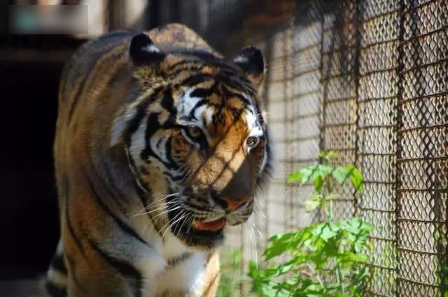 Đổi chỗ cho nhau, 2 con hổ lăn ra chết: Lời cảnh báo không nên bỏ qua!