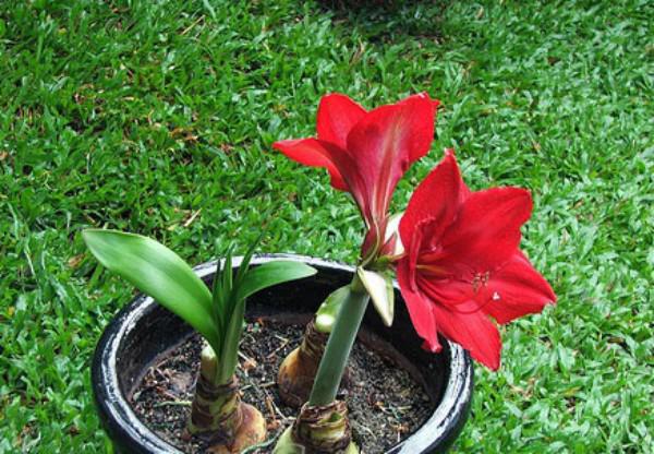Hoa huệ đỏ trổ bông rực rỡ đúng dịp Tết nhờ cách phơi củ cực đơn giản Hoa huệ đỏ trổ bông rực rỡ đúng dịp Tết nhờ cách phơi củ cực đơn giản