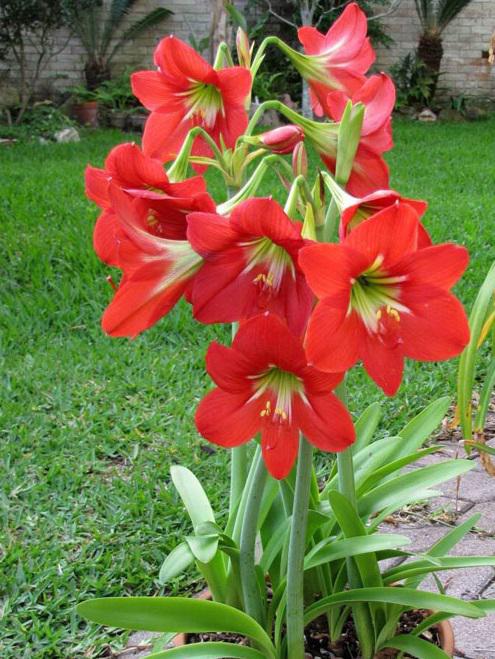 Hoa huệ đỏ trổ bông rực rỡ đúng dịp Tết nhờ cách phơi củ cực đơn giản Hoa huệ đỏ trổ bông rực rỡ đúng dịp Tết nhờ cách phơi củ cực đơn giản