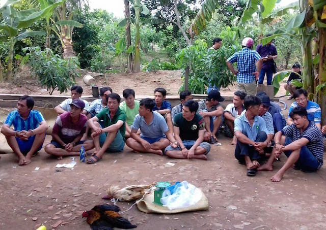 Cảnh sát liên tiếp triệt phá hàng loạt trường gà ở miền Tây