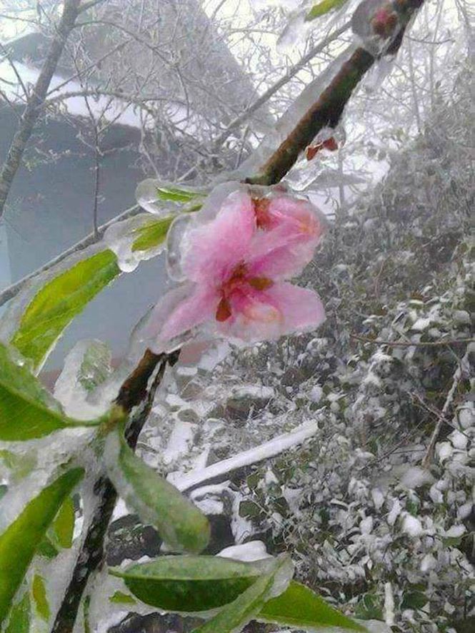 Băng giá xuất hiện tại miền núi Nghệ An, có nơi nhiệt độ xuống 0 độ C