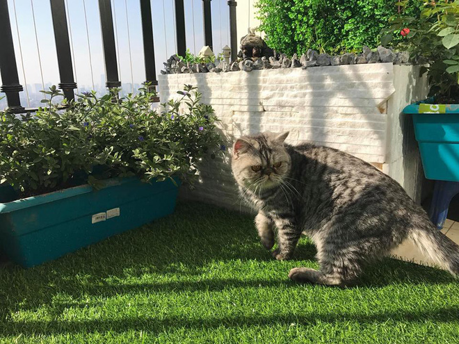 Ông bố khéo tay chế bể cá cảnh sang chảnh từ thùng xốp mua đầy ngoài chợ