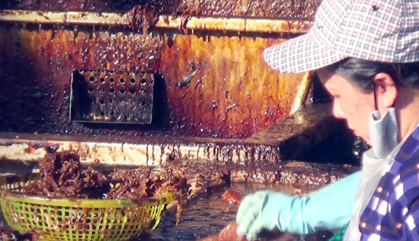 Cận cảnh lò mổ lớn ở miền Tây dùng dung dịch lạ làm sạch lông vịt