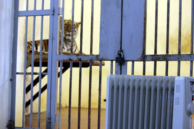 Bật máy sưởi, đốt lửa để giữ ấm cho động vật quý hiếm ở Vườn thú Hà Nội