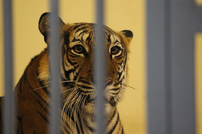 Bật máy sưởi, đốt lửa để giữ ấm cho động vật quý hiếm ở Vườn thú Hà Nội