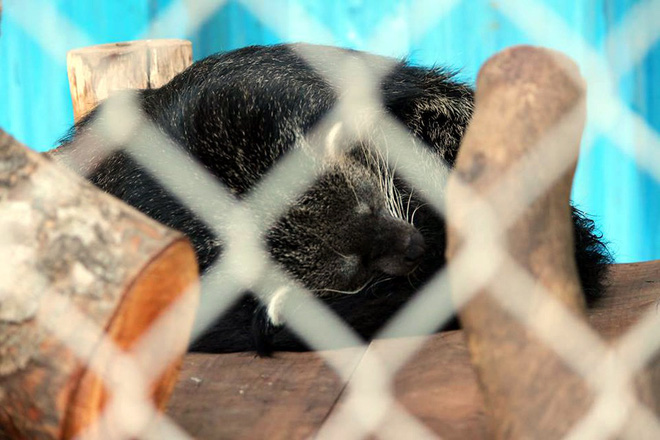 Bật máy sưởi, đốt lửa để giữ ấm cho động vật quý hiếm ở Vườn thú Hà Nội