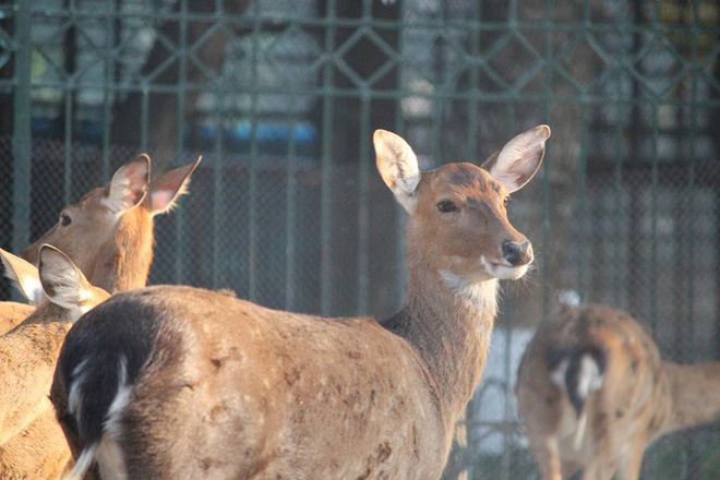 Bật máy sưởi, đốt lửa để giữ ấm cho động vật quý hiếm ở Vườn thú Hà Nội