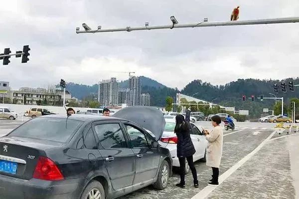 Nhìn nhầm mông khỉ là… đèn đỏ, người phụ nữ gây tai nạn liên hoàn