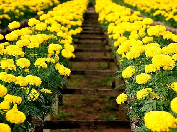 Trồng hoa chơi Tết 2018: Nhất định phải trồng hoa cúc vạn thọ vì những lý do này Trồng hoa chơi Tết 2018: Nhất định phải trồng hoa cúc vạn thọ vì những lý do này