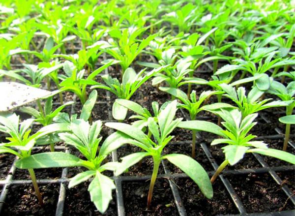 Trồng hoa chơi Tết 2018: Nhất định phải trồng hoa cúc vạn thọ vì những lý do này