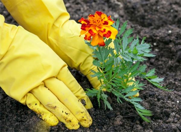 Trồng hoa chơi Tết 2018: Nhất định phải trồng hoa cúc vạn thọ vì những lý do này Trồng hoa chơi Tết 2018: Nhất định phải trồng hoa cúc vạn thọ vì những lý do này