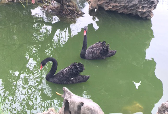 Đại gia Hà Thành mua thiên nga đen Bỉ thả non bộ ngắm chơi