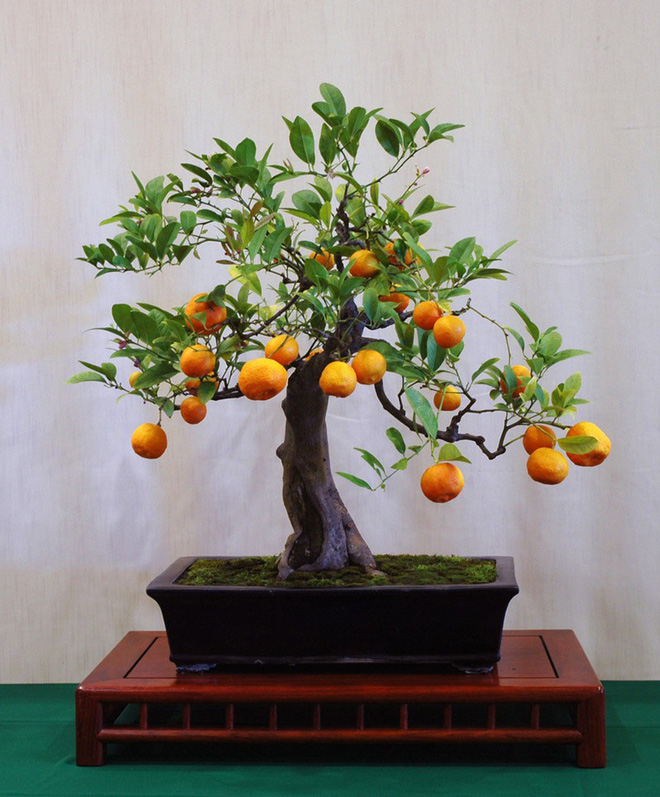 10 chậu bonsai cây ăn trái mini siêu đẹp dùng trang trí nhà dịp Tết