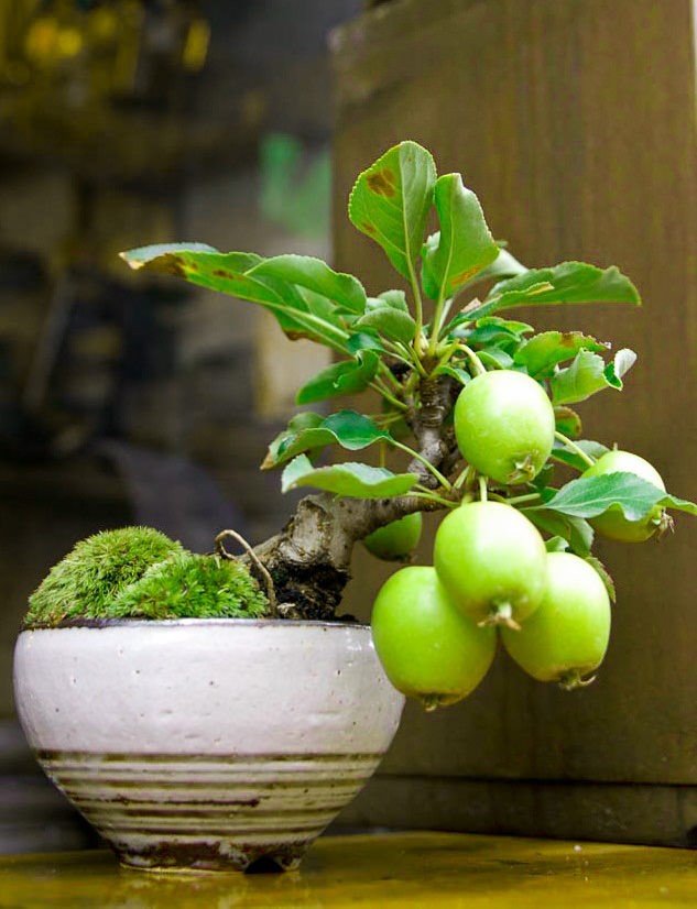 10 chậu bonsai cây ăn trái mini siêu đẹp dùng trang trí nhà dịp Tết