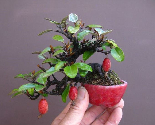 10 chậu bonsai cây ăn trái mini siêu đẹp dùng trang trí nhà dịp Tết
