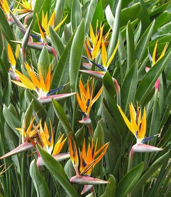 Bất ngờ: Loài hoa thiên điểu đẹp rực rỡ chị em hay mua về cắm chứa chất độc nguy hiểm